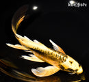 9.75" KIN KIKOKURYU BUTTERFLY