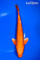 10" DOITSU ORENJI OGON