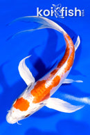 7.25" KIKUSUI BUTTERFLY