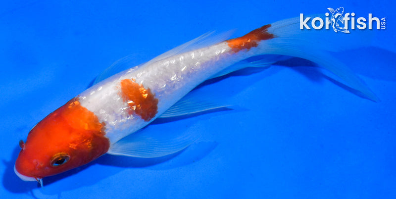 5.5" GINRIN KOHAKU BUTTERFLY