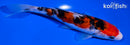 6.75" ARAGOKE SANKE