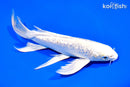 8.25" GINRIN PLATINUM OGON BUTTERFLY