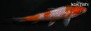 5.5" OCHIBA SHIGURE