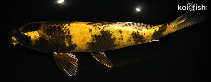 9" KIN KI UTSURI