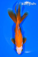 6.5" WATONAI GOLDFISH