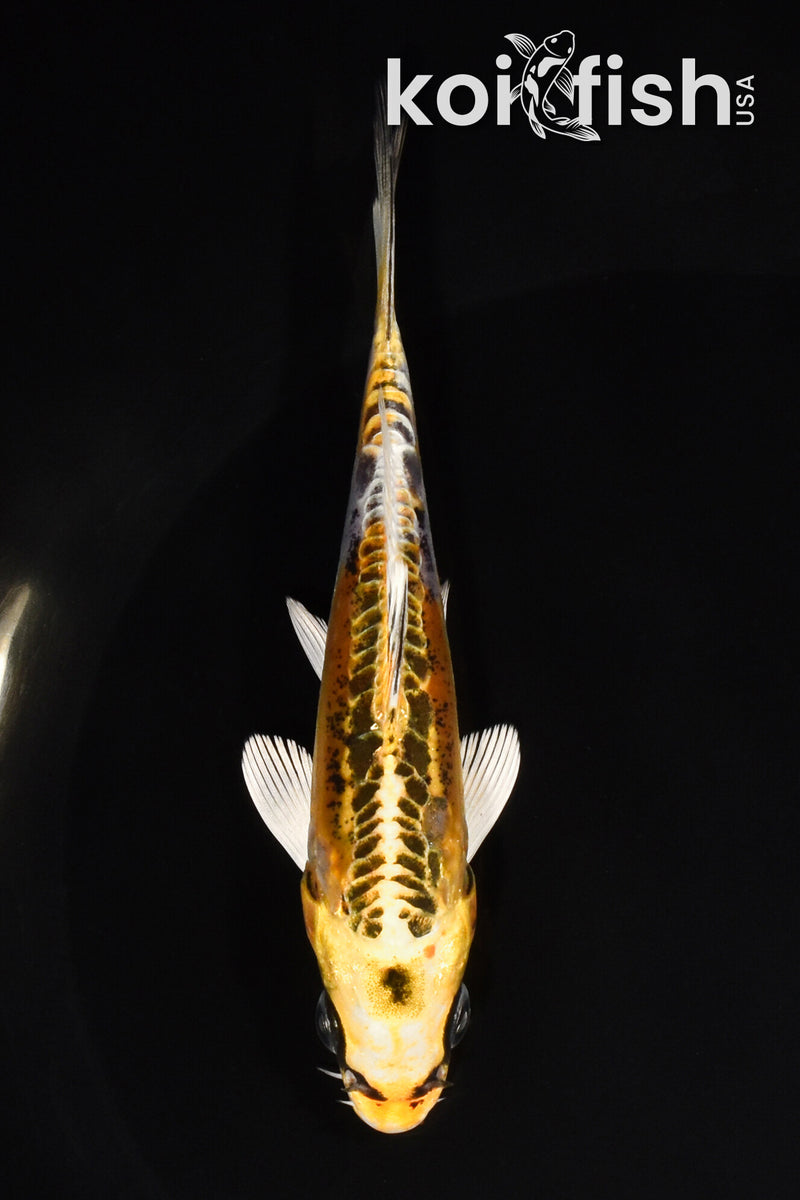 5.25" KIN KIKOKURYU