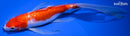 9.25" GINRIN KOHAKU BUTTERFLY