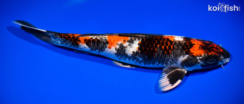 14" KIN SHOWA