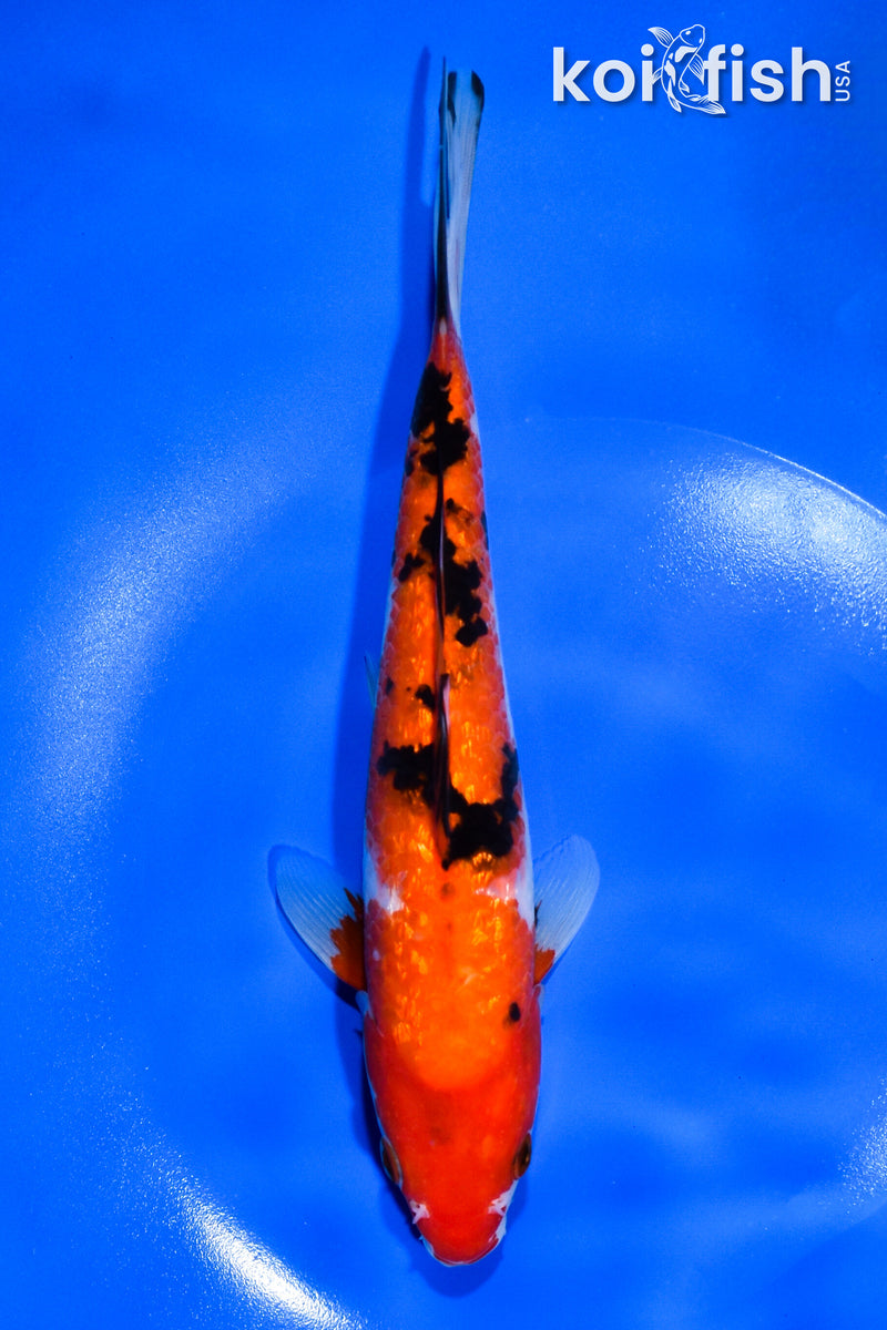 8.5" GINRIN SANKE
