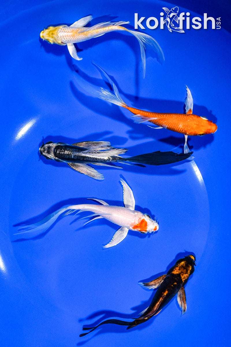 PACK OF (5) 3-4" BUTTERFLY KOI