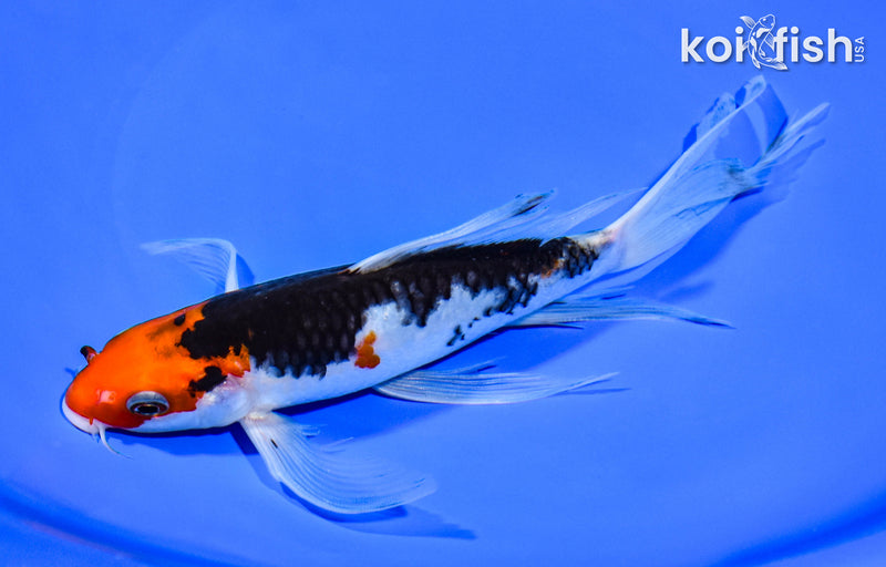 8" BENI MATSUKAWABAKE BUTTERFLY
