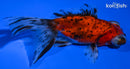 4.5" CALICO TELESCOPE GOLDFISH