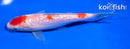6" GINRIN KOHAKU