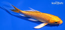 4.25" ORENJI OGON BUTTERFLY