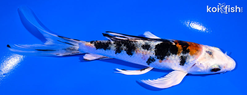 5.75" YAMATO NISHIKI BUTTERFLY