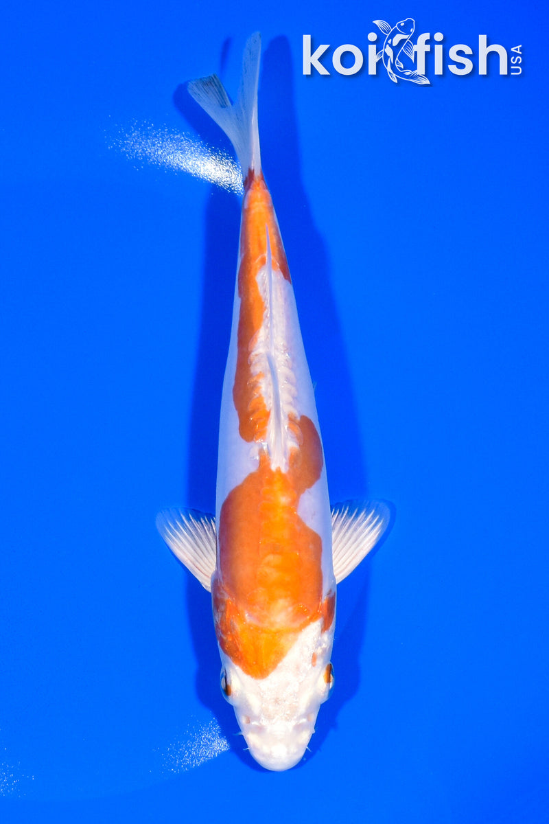 6.75" KIKUSUI