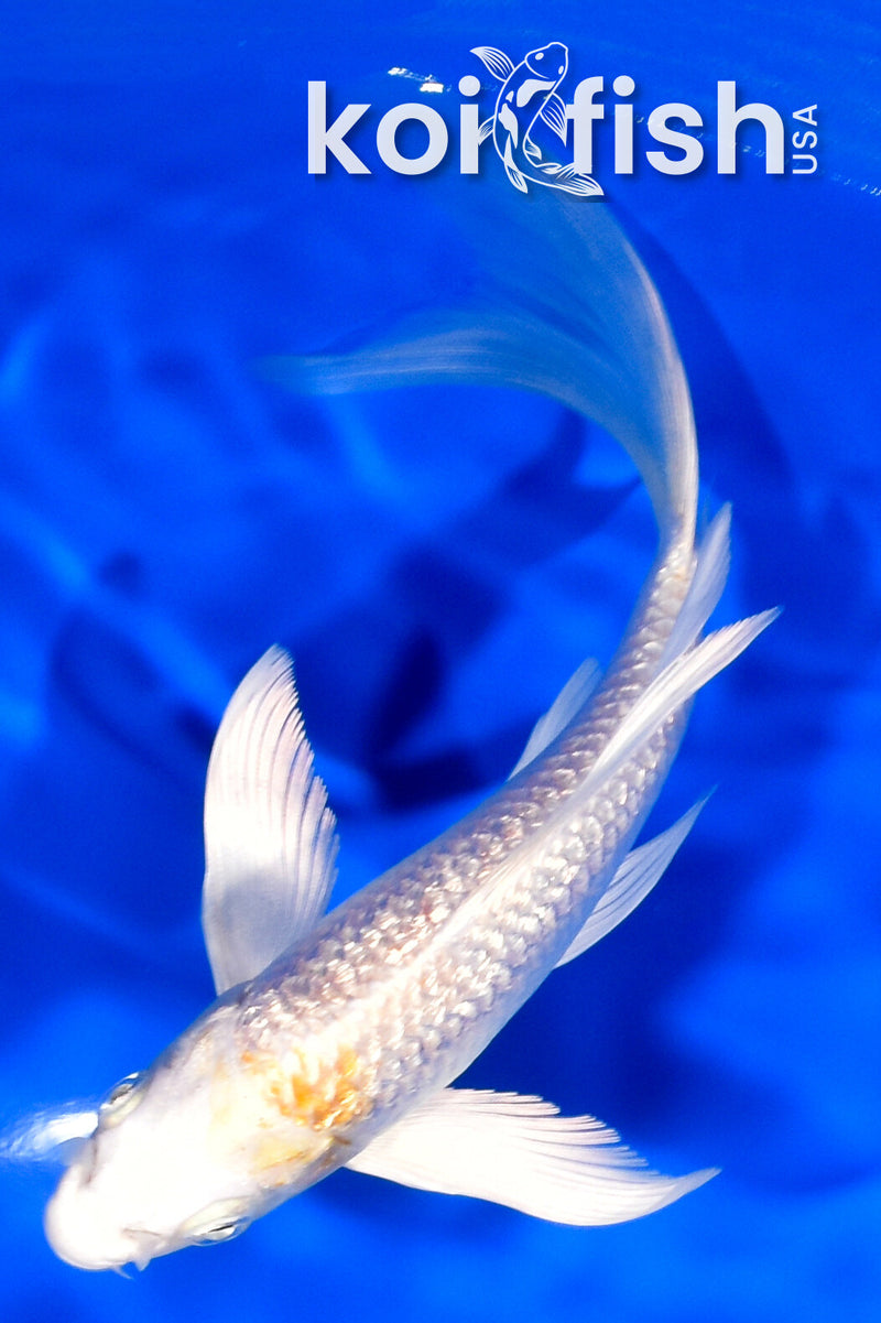 6" GINRIN HARIWAKE BUTTERFLY