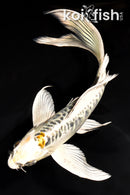 7.25" DOITSU KUJAKU BUTTERFLY