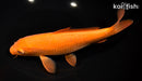8.25" CHAGOI