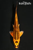 4.25" KIN ORENJI MATSUBA