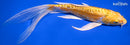 8.5" DOITSU YAMABUKI OGON BUTTERFLY