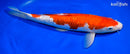 13.5" GINRIN KOHAKU
