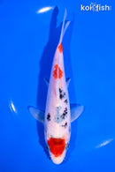 6.25" MARUTEN SANKE