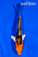 3.5" ARAGOKE HEISEI NISHIKI
