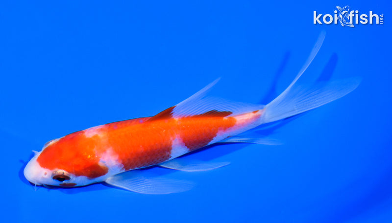 5.75" KOHAKU BUTTERFLY