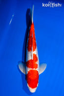 14.25" GINRIN SANDAN KOHAKU