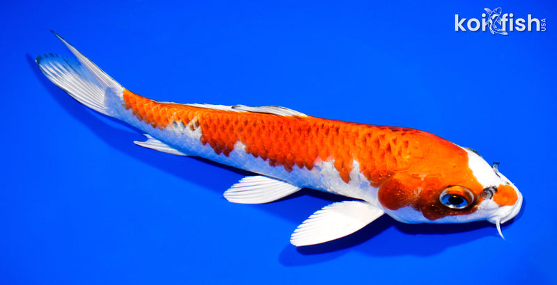 9.25" KUJAKU