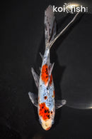 7.75" SHUBUNKIN GOLDFISH