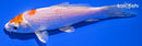 5" MARUTEN HARIWAKE