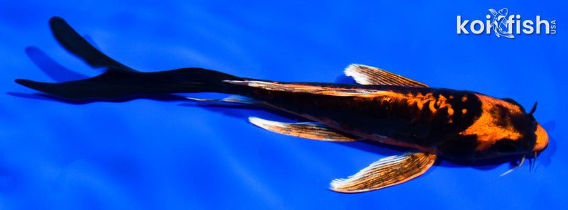 6" DOITSU ORENJI MATSUBA BUTTERFLY