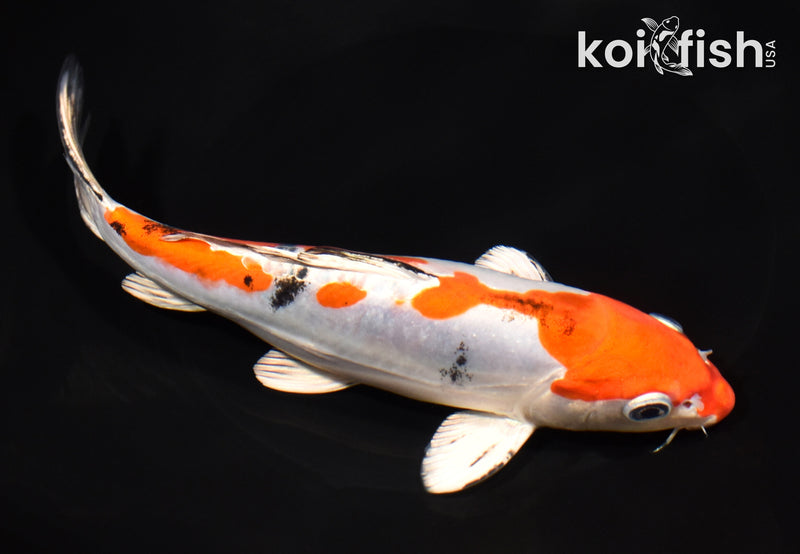 8" HEISEI NISHIKI