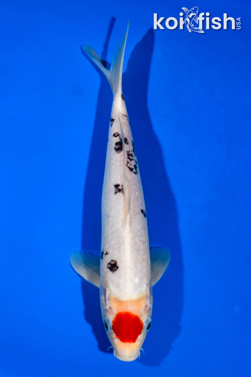 11" TANCHO SANKE