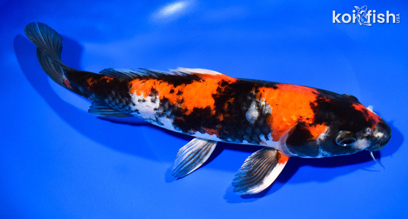 11.25" KIN HI SHOWA