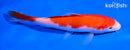 5.5" KOHAKU