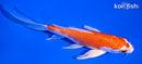 6" HARIWAKE BUTTERFLY
