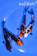 PACK OF (4) 4.25-4.5" MIXED STANDARD KOI