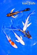 PACK OF (5) 4.5-5" BUTTERFLY KOI