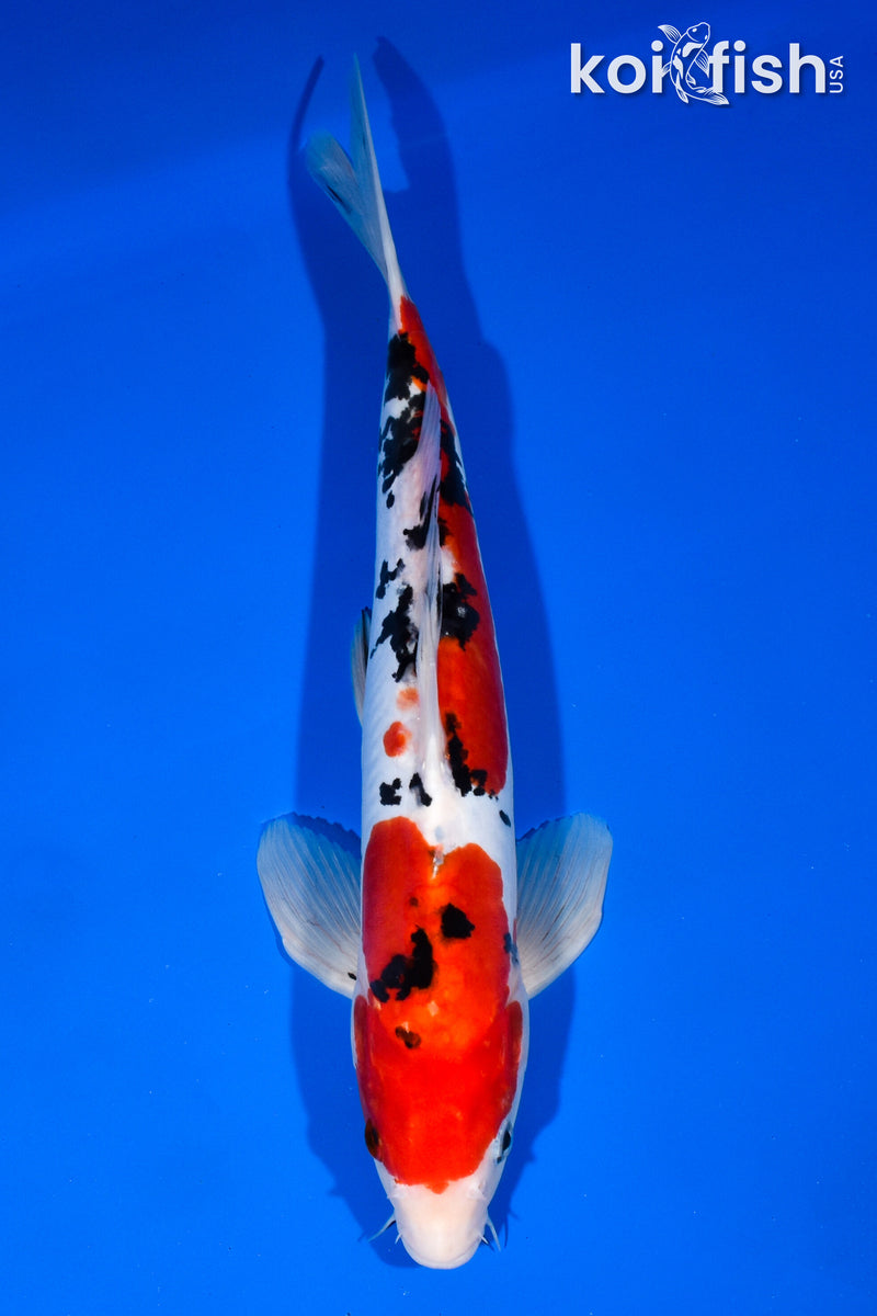 13.25" DOITSU SANKE