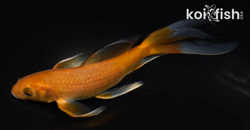 5.5" CHAGOI BUTTERFLY