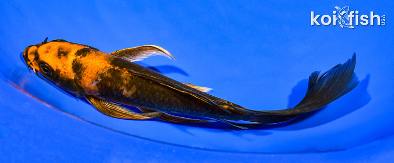 7.25" KIN HI UTSURI BUTTERFLY