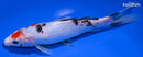 7.25" SANKE