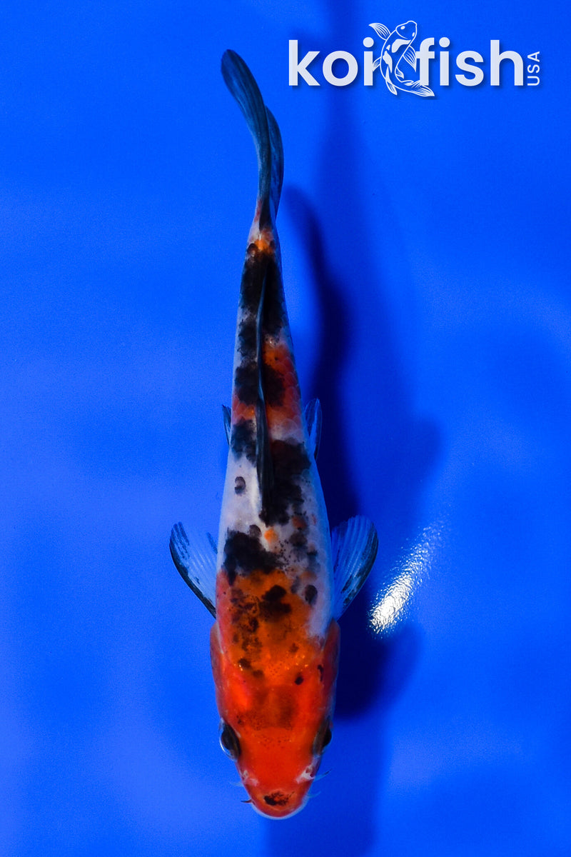 5" SANKE