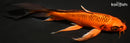8" KIN ORENJI MATSUBA BUTTERFLY