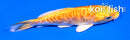 4" ARAGOKE YAMABUKI OGON