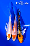 PACK OF (3) 4.25" BUTTERFLY KOI