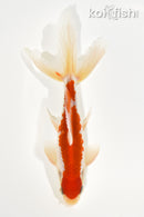 6.5" WAKIN GOLDFISH